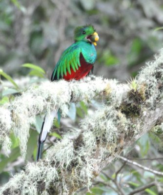 Adult male Resplendent Quetzal with avocado fruit in its mouth