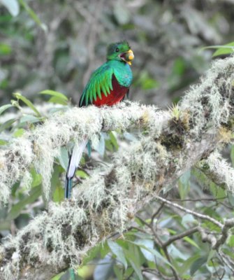 Adult male Resplendent Quetzal with avocado fruit