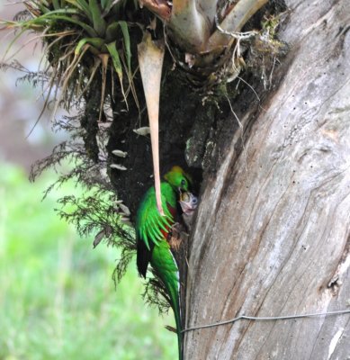 Adult male Resplendent Quetzal feeding young quetzal at nest cavity