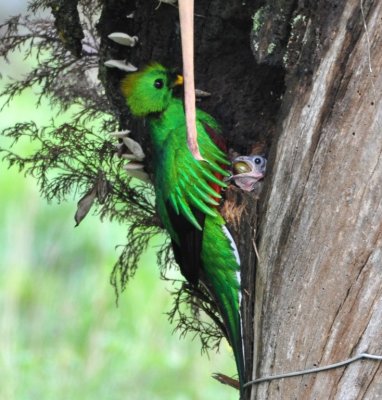 Adult and young Resplendent Quetzals