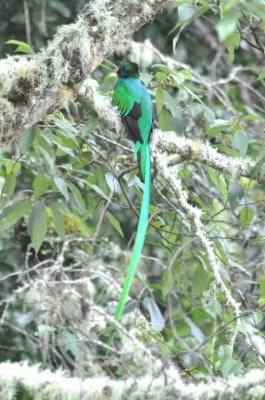 Adult male Resplendent Quetzal
