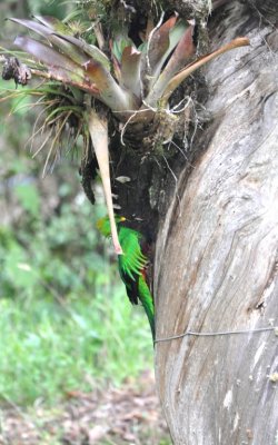 The adult male Resplendent Quetzal returned to the nest.
