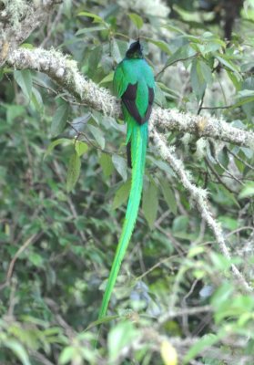 Adult male Resplendent Quetzal

