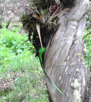 Adult male Resplendent Quetzal poked its head into the nest cavity