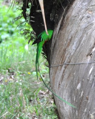 Adult male Resplendent Quetzal with the front part of its body in the nest cavity