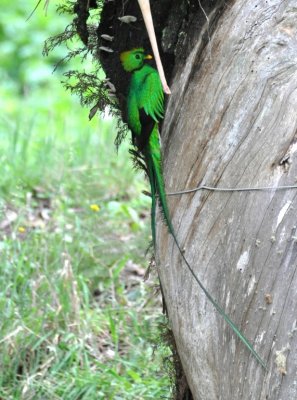 Adult male Resplendent Quetzal outside the nest cavity