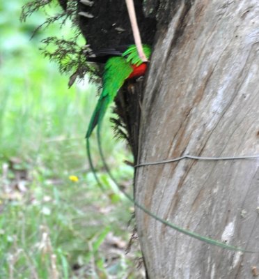 Adult male Resplendent Quetzal entering the nest cavity