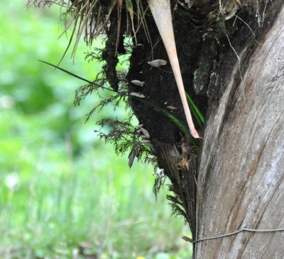 Only the long tail feathers are showing.