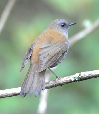 Black-billed Nightingale Thrush