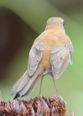 Back view of Black-billed Nightingale Thrush