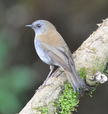 There was a pair of Black-billed Nightingale Thrushes outside the hotel restaurant.