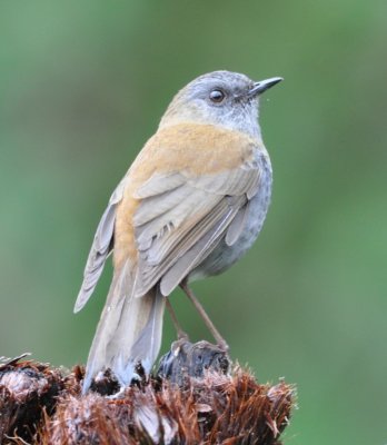 Black-billed Nightingale Thrush