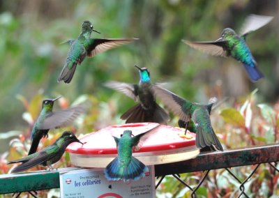 Fiery-throated, Talamanca and Lesser Violetear Hummingbirds