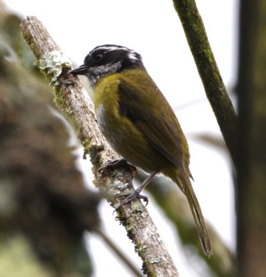 Sooty-capped Chlorospingus (formerly Bush-Tanager)
