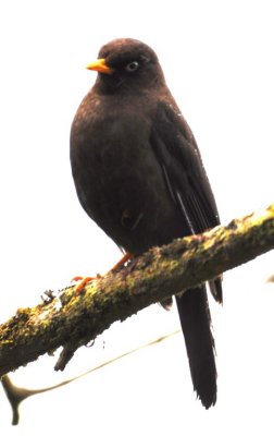 Clay-colored Thrush, the national bird of Costa Rica