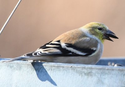 DSC_6200b.jpg