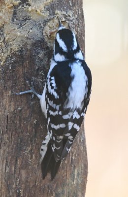 DSC_6207b.jpg