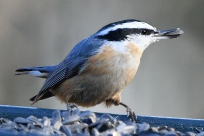 DSC_6214b.jpg