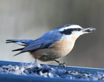 DSC_6217b.jpg