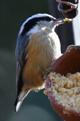 DSC_6243b.jpg