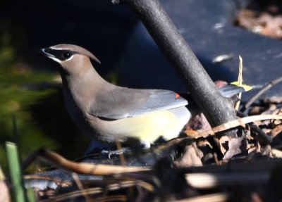 DSC_6251b.jpg