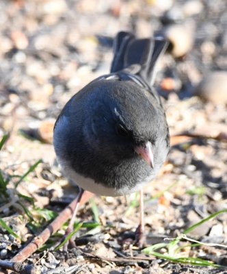 DSC_6256b.jpg