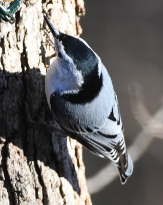DSC_6263b.jpg