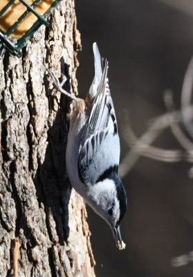 DSC_6265b.jpg