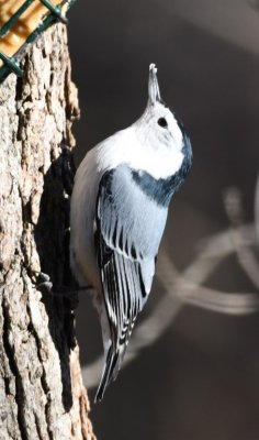 DSC_6268b.jpg