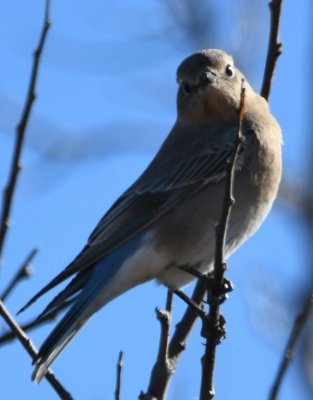 Mountain Bluebird at Sandy Sanders WMA in western Oklahoma