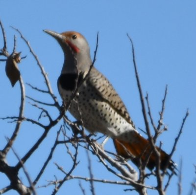 Male Red-shafted Flicker