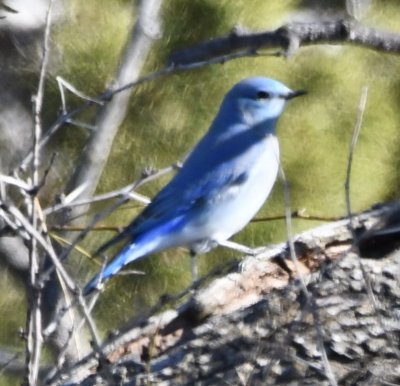 Mountain Bluebird at Sandy Sanders WMA, OK