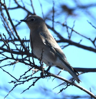 Mountain Bluebird