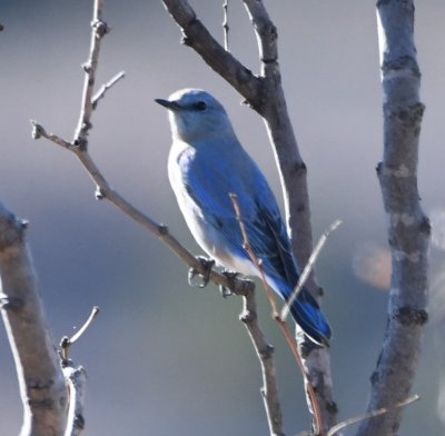 We found a second small group of bluebirds as we made our way farther west in the WMA.