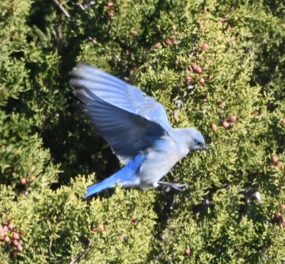 Mountain Bluebird at berries on a cedar in Sandy Sanders WMA, OK