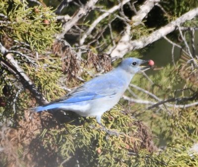 Mountain Bluebird with cedar berry