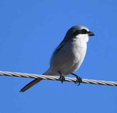 As we were leaving the WMA at its NW border, we spied this Loggerhead Shrike.