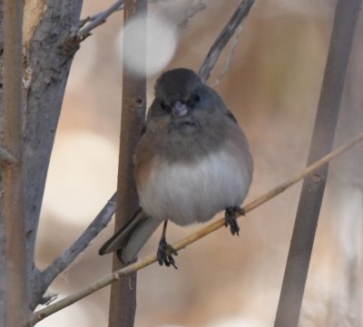 We didn't see a lot of birds in the park this morning, but there were some juncos.