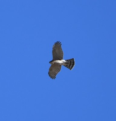 As we were about to leave River Park, this Sharp-shinned Hawk soared over us.