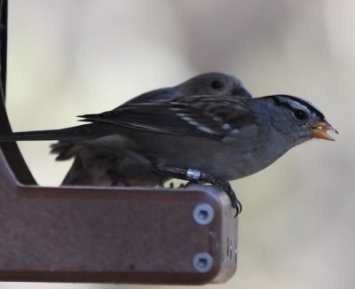 We saw many White-crowned Sparrows everywhere we went in NM. This one is banded.
