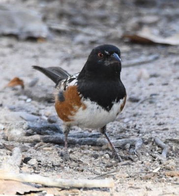 Spotted Towhee on the ground underneath a feeder at Rio Grande Nature Center State Park, Albuquerque, NM