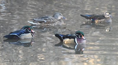 Female and male Wood Ducks on the pond