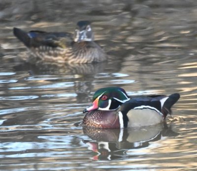 Male and female Wood Duck