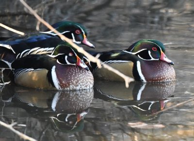 Wood Ducks at the edge of the pond