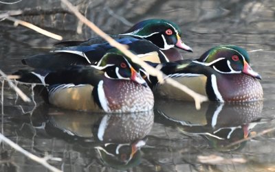 Wood Duck drakes