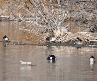 There were a few Green-wing Teal and Northern Shovelers near an island in the pond.