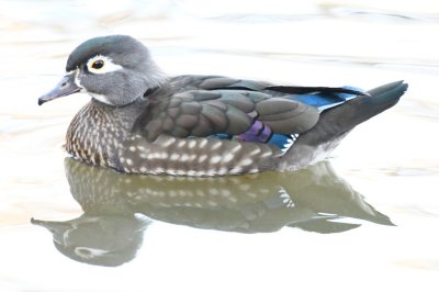 We went to the airport and picked up Jan, then returned to the State Park to show her what we'd seen earlier, like this pretty female Wood Duck.