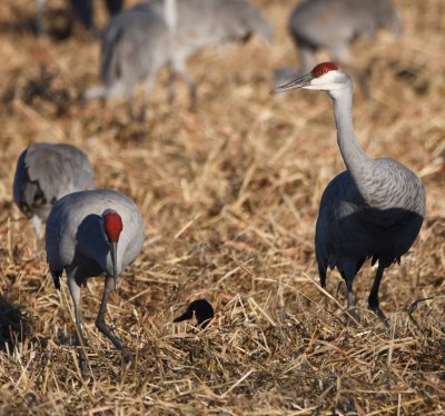 A duck pokes its head up between a couple of Sandhill Cranes.