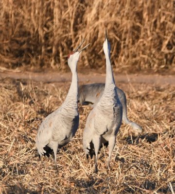 Sandhill Cranes vocalizing together