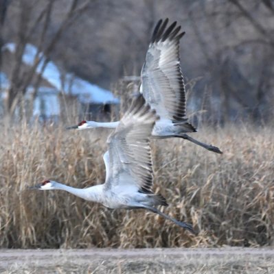 A pair of Sandhill Cranes taking off from the field